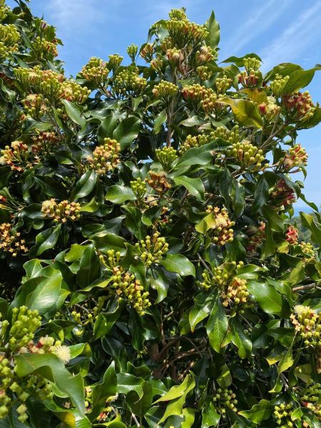 Clove (Cengkeh) - Gambar 4