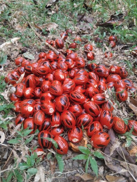 Nutmeg (Pala) - Gambar 8