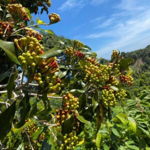 Bibit Nilam Murni (Pure Patchouli Oil) - Grade AB