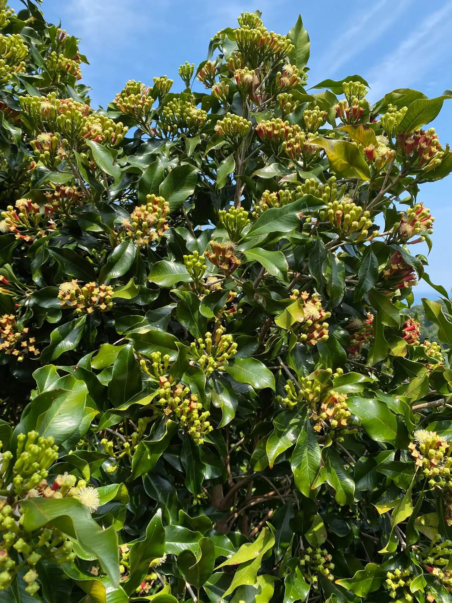 Clove (Cengkeh) - Gambar 5