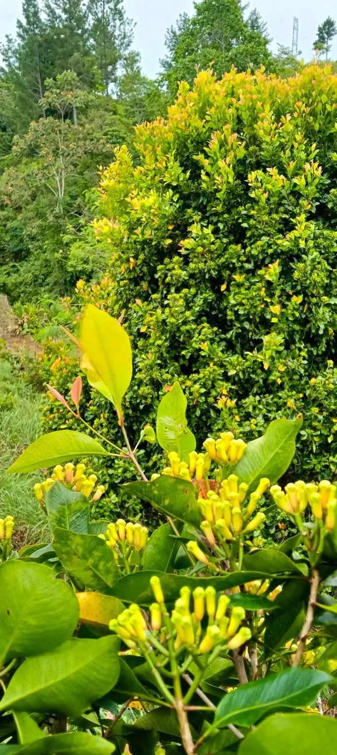 Clove (Cengkeh) - Gambar 7