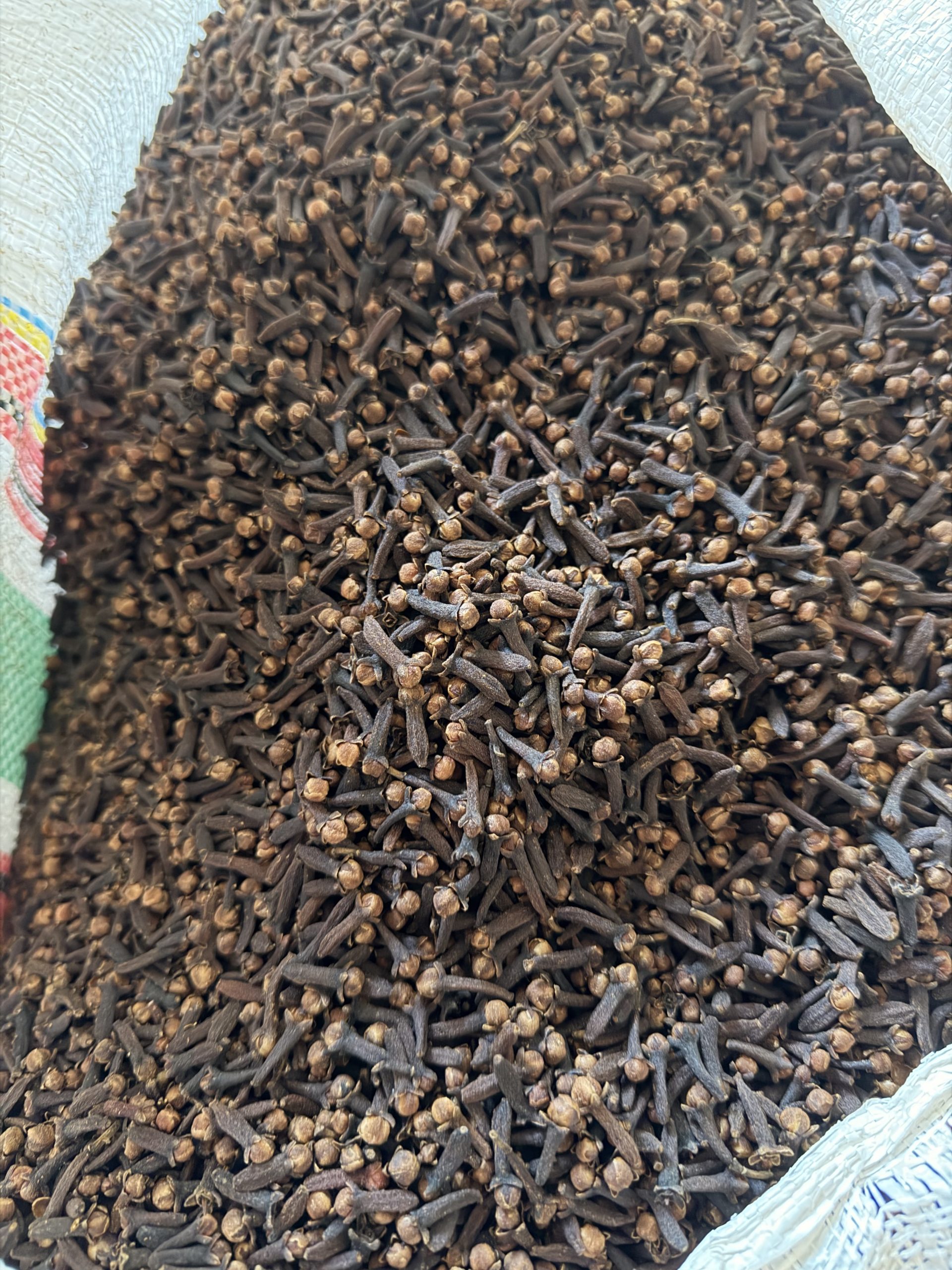Clove (Cengkeh) - Gambar 12