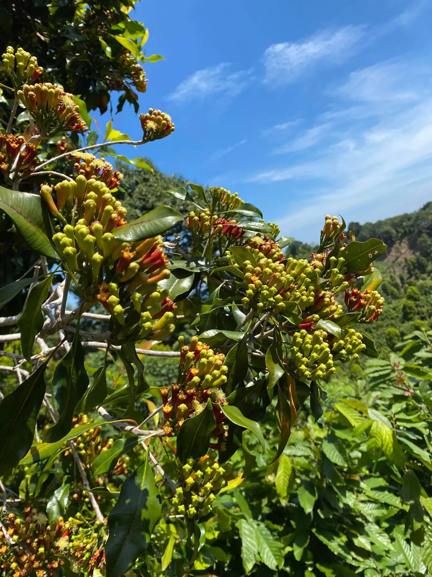 Clove (Cengkeh) - Gambar 2