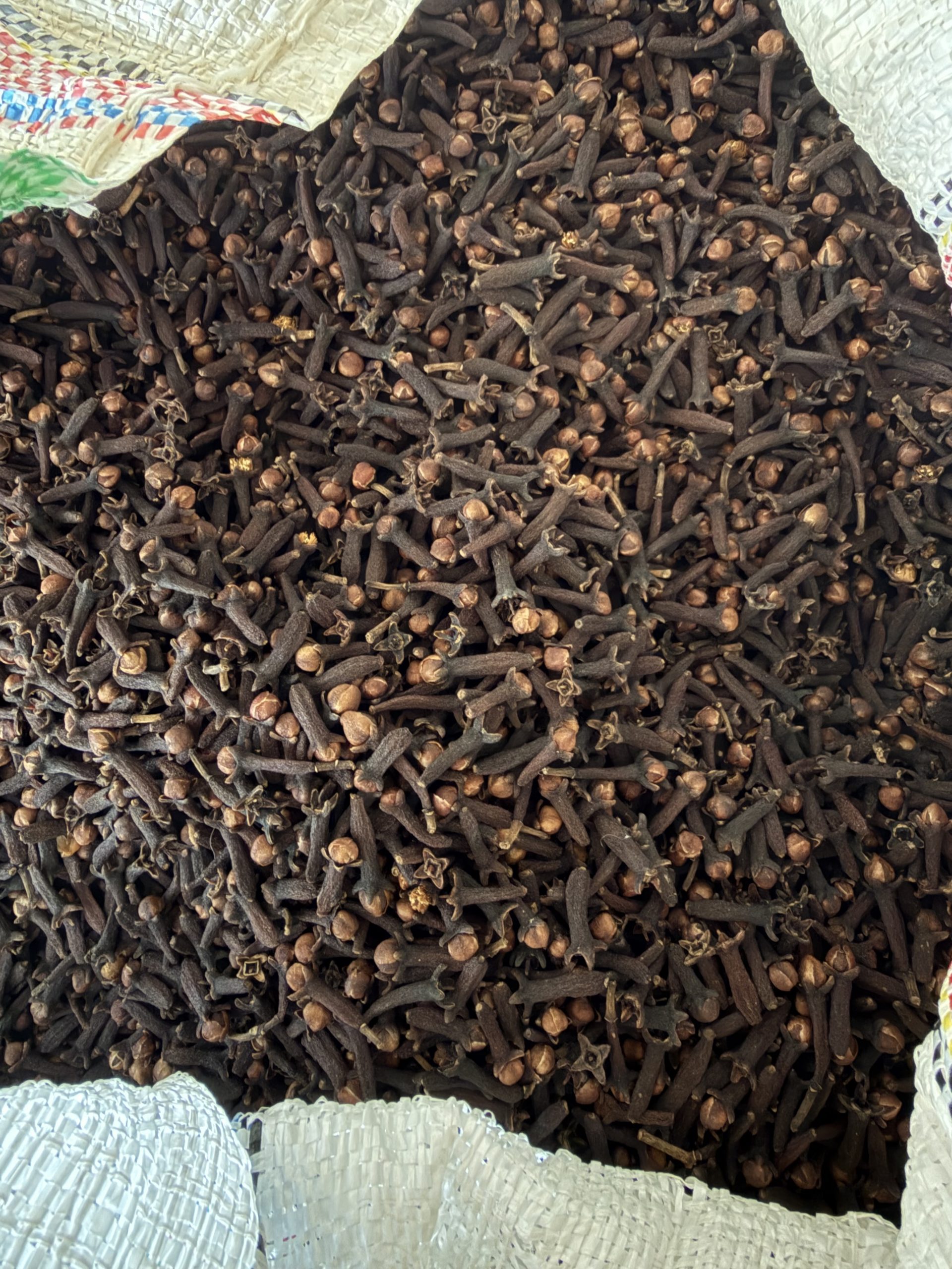 Clove (Cengkeh) - Gambar 13