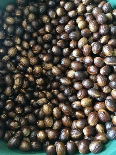 Nutmeg (Pala) - Gambar 7