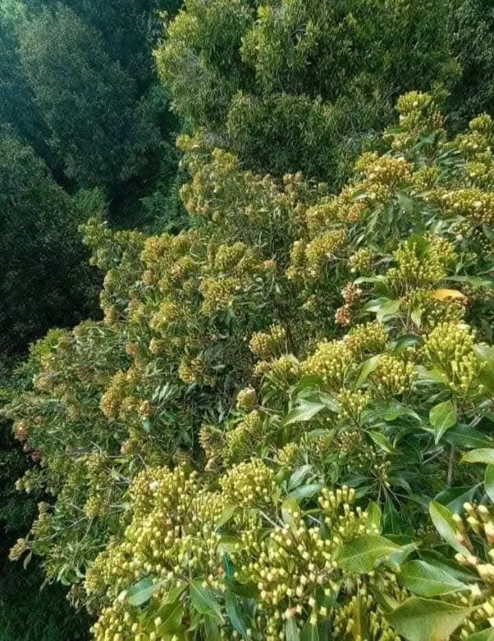 Clove (Cengkeh) - Gambar 6