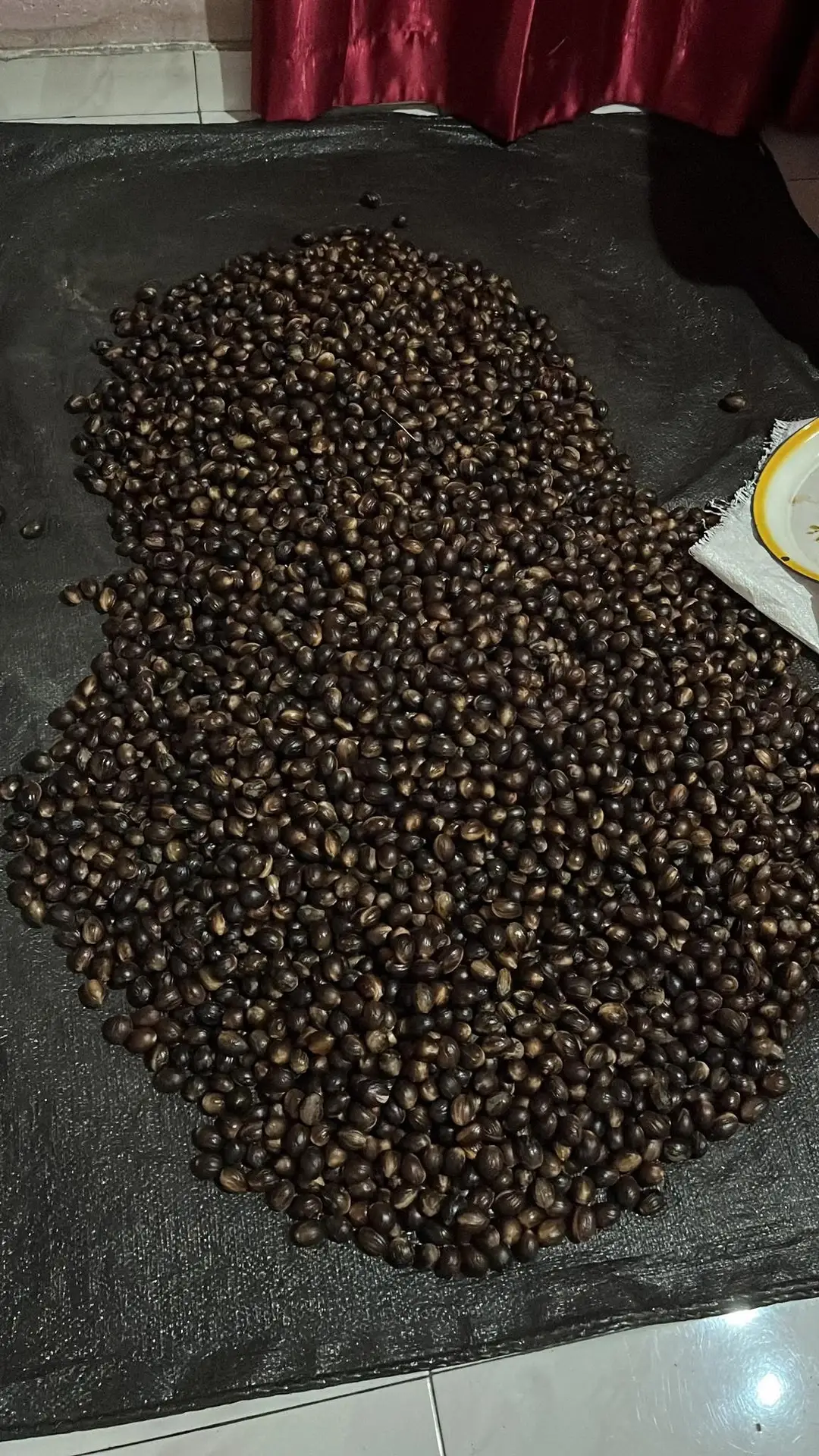 Nutmeg (Pala) - Gambar 3