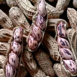 Peanut (Kacang tanah)