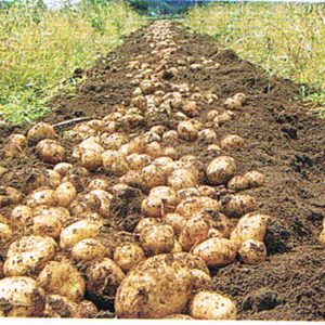 Potato (Kentang)